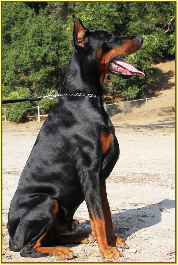 KING OF DOBERMANS | Doberman Pinscher Breeder | TUJUNGA, California