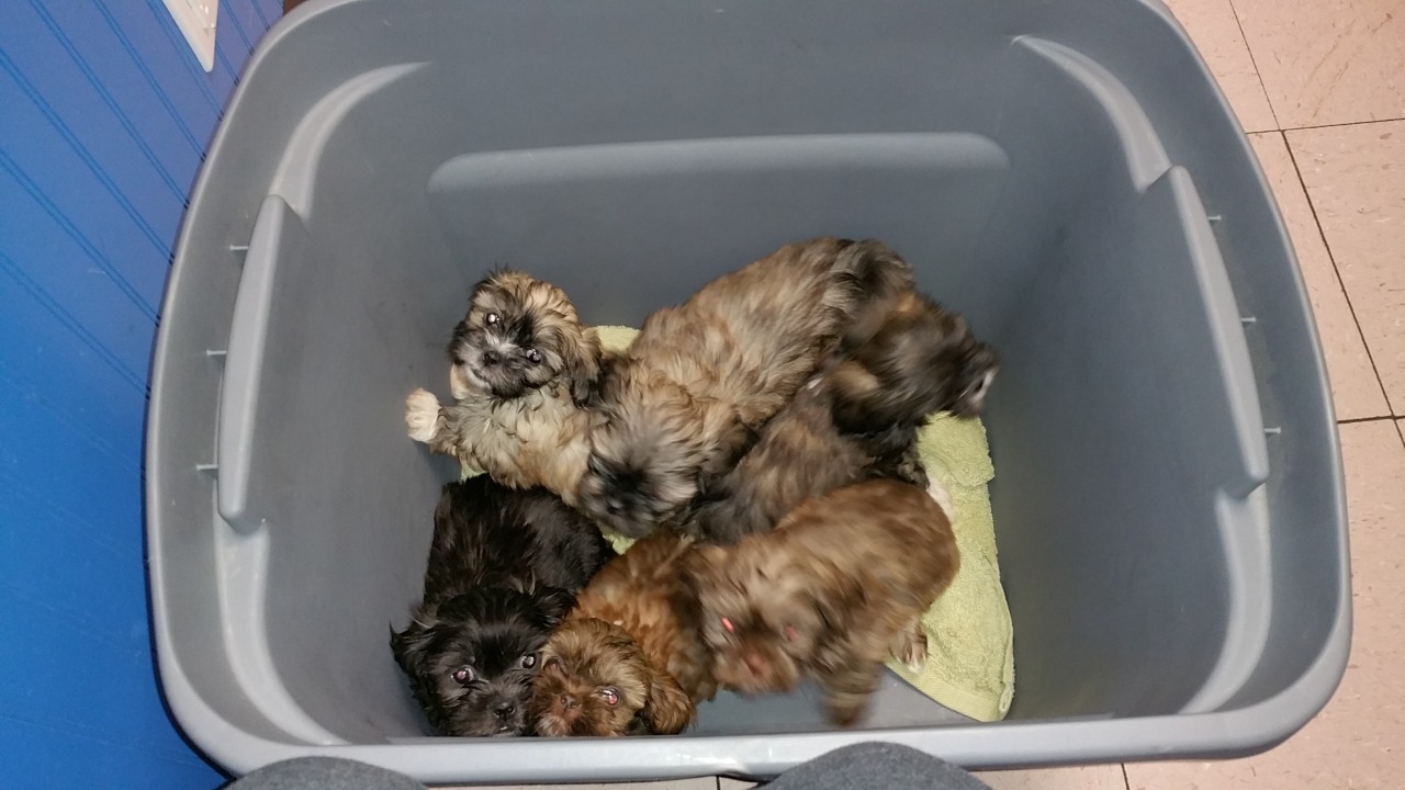 heavenly shih tzu slice of heaven shih tzus shih tzu breeder garland heavenly shih tzu slice of heaven shih tzus shih tzu breeder garland