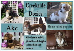 Creekside Doxies