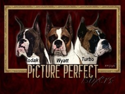 Picture Perfect Boxers