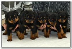 Vom Bullenfeld Rottweilers