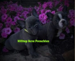 Hilltop Acre Frenchies