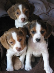 Scarlett's Old English Pocket Beagles