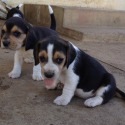 O'Pal O'Mine Beagles