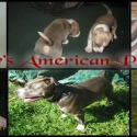 Crenshaw's American Pit Bull Terriers