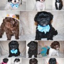 Happy Tails Shih Tzus & Shih-Poos
