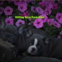 Hilltop Acre Frenchies