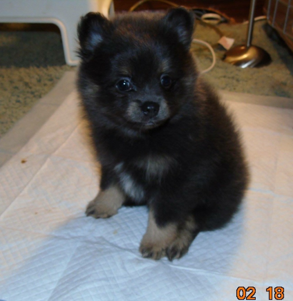 Puppies For Sale Free Dog Breeder Advertising