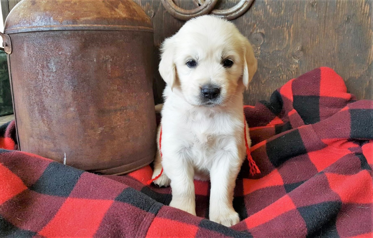 golden retriever breeders mississippi leeann golden retriever breeder avon montana golden retriever breeders mississippi leeann golden retriever breeder avon montana
