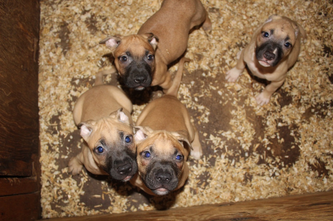eli pitbull puppies for sale show improve kennels american pit bull terrier breeder baltimore eli pitbull puppies for sale show improve kennels american pit bull terrier breeder baltimore