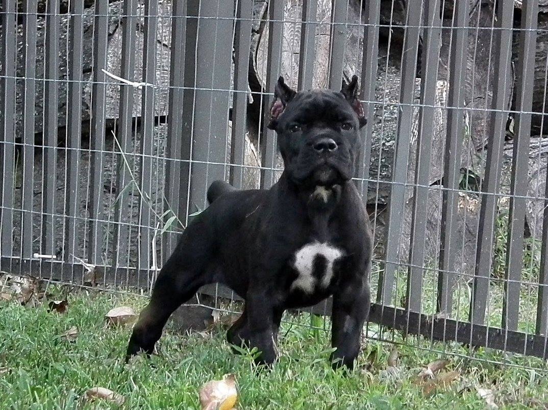 PrideNJoyz Cane Corso Cane Corso Breeder Lansdale, Pennsylvania