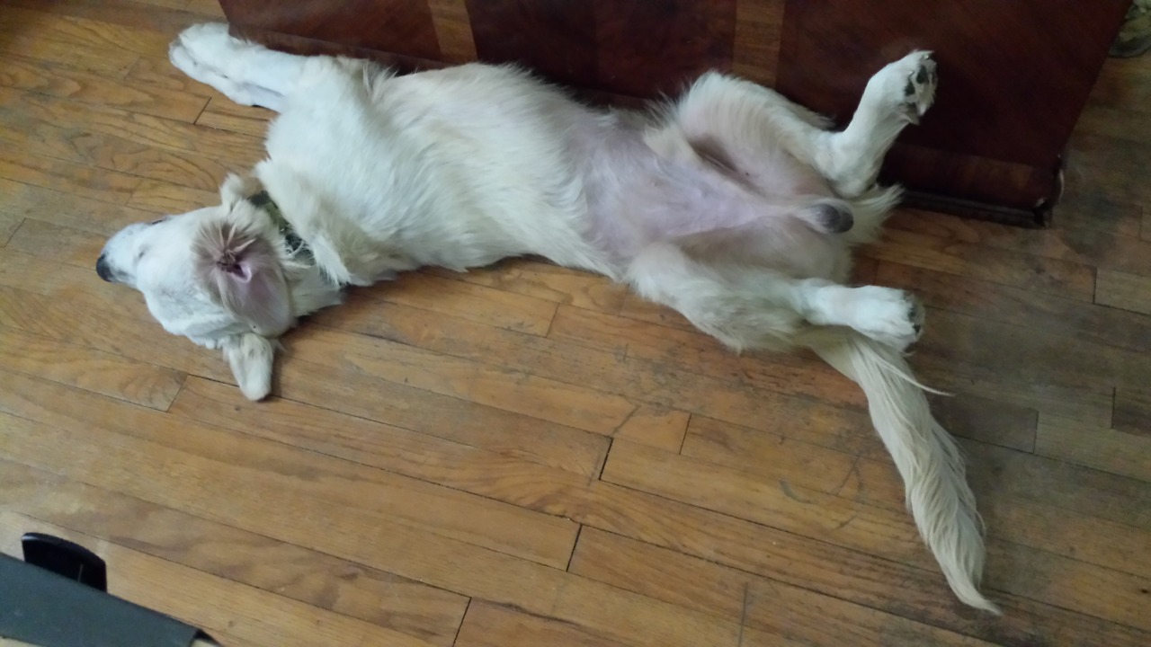 tennessee valley golden retriever tennessee valley goldens golden retriever breeder chattanooga tennessee tennessee valley golden retriever tennessee valley goldens golden retriever breeder chattanooga tennessee