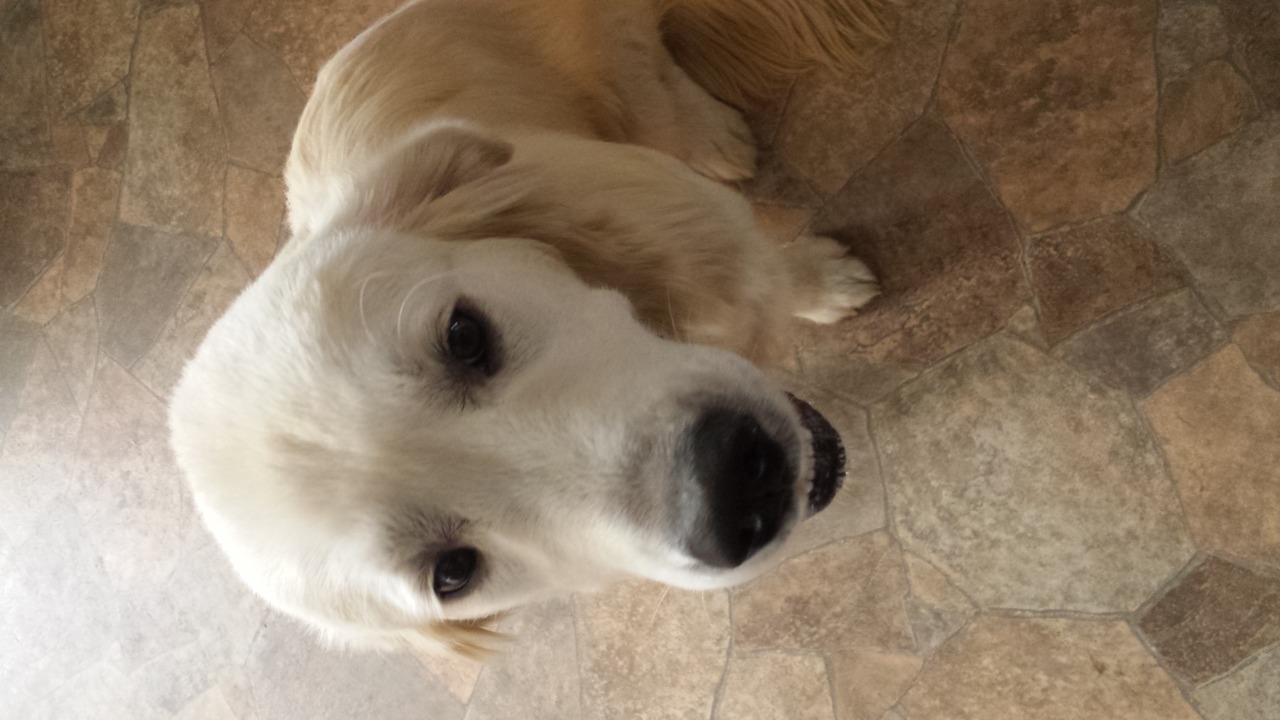 tennessee valley golden retriever tennessee valley goldens golden retriever breeder chattanooga tennessee tennessee valley golden retriever tennessee valley goldens golden retriever breeder chattanooga tennessee