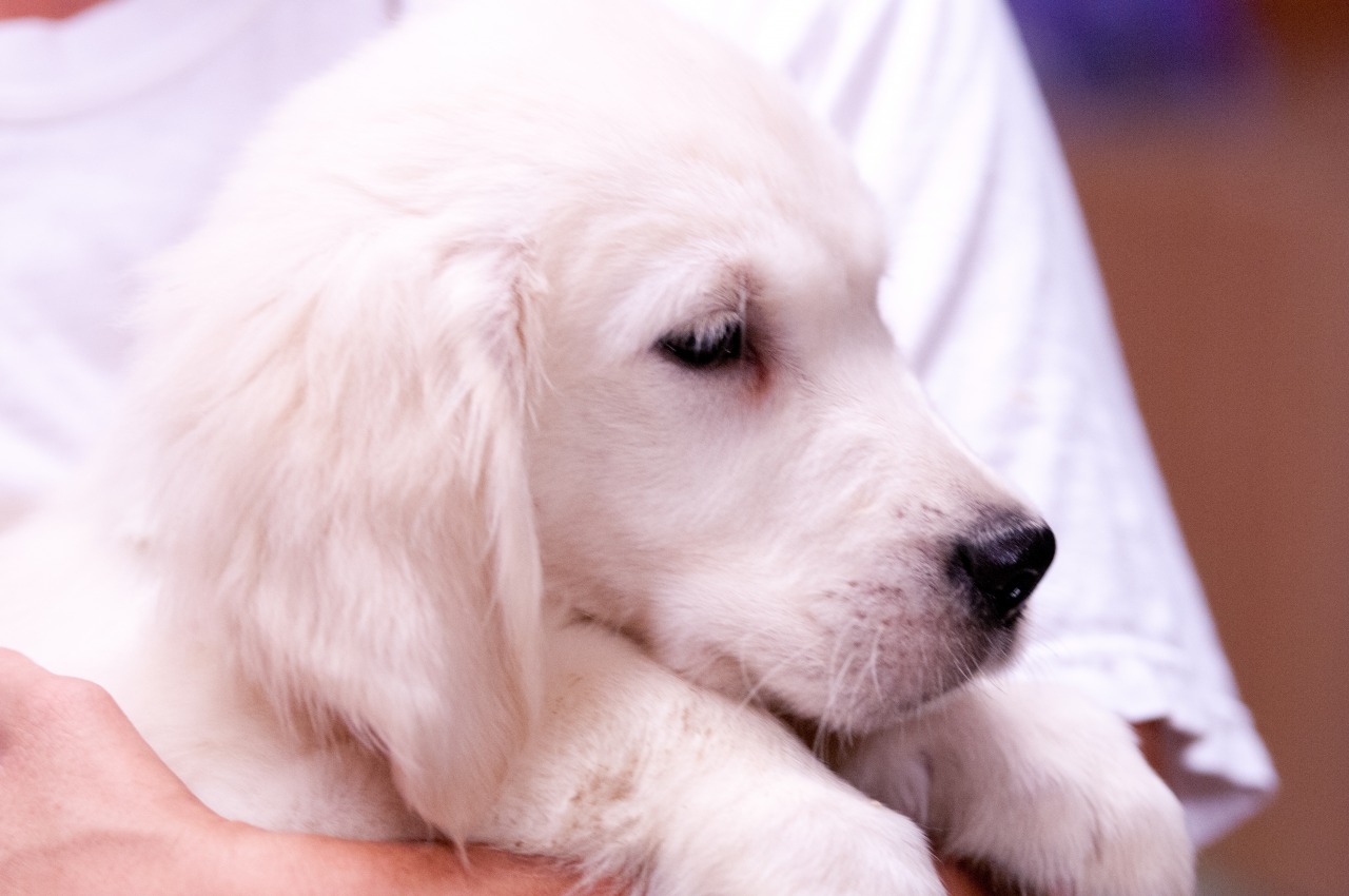 tennessee valley golden retriever tennessee valley goldens golden retriever breeder chattanooga tennessee tennessee valley golden retriever tennessee valley goldens golden retriever breeder chattanooga tennessee