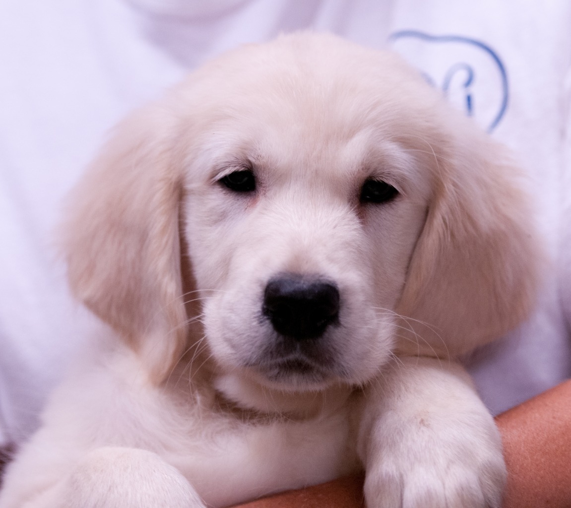 golden retriever chattanooga tennessee valley goldens golden retriever breeder chattanooga tennessee golden retriever chattanooga tennessee valley goldens golden retriever breeder chattanooga tennessee