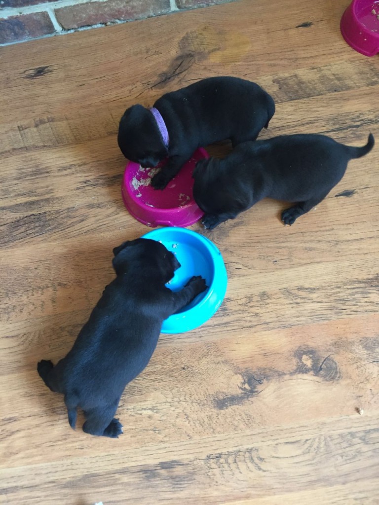 black pug breeders new york nick pug breeder ardsley new york black pug breeders new york nick pug breeder ardsley new york
