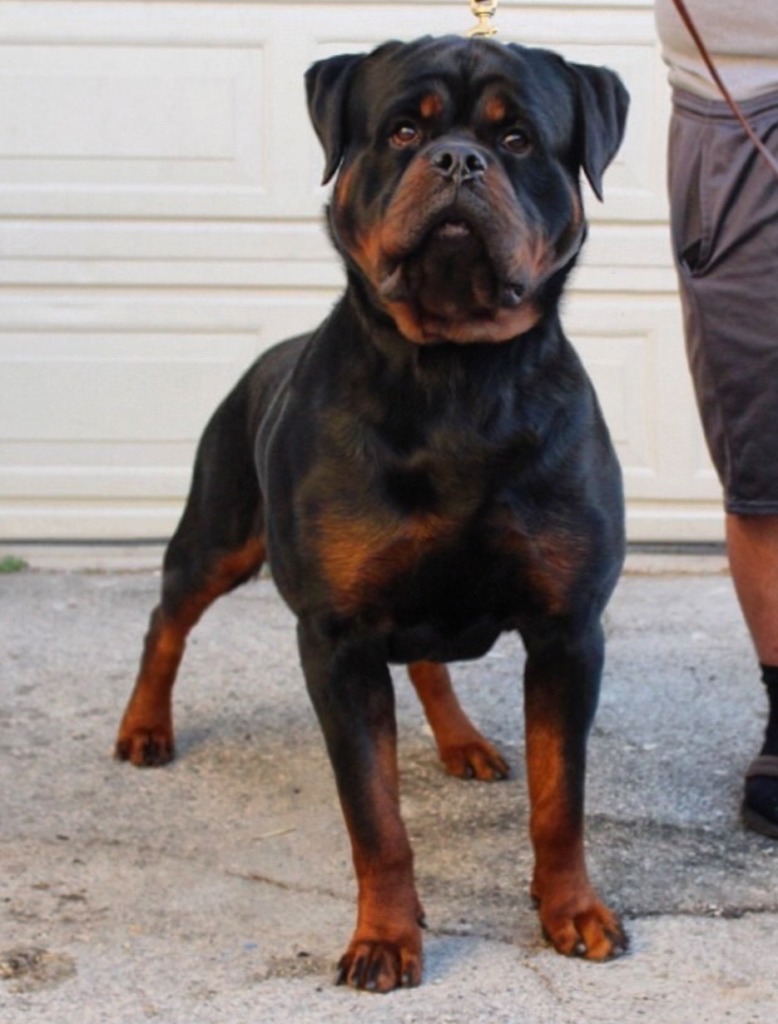 Von Aslan Rottweiler Kennels Rottweiler Breeder Sun valley, California