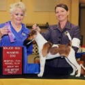 Great Dane Breeders Virginia Beach Great Dane Breeders Virginia Beach