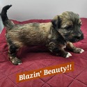 Blaze - a Havanese puppy