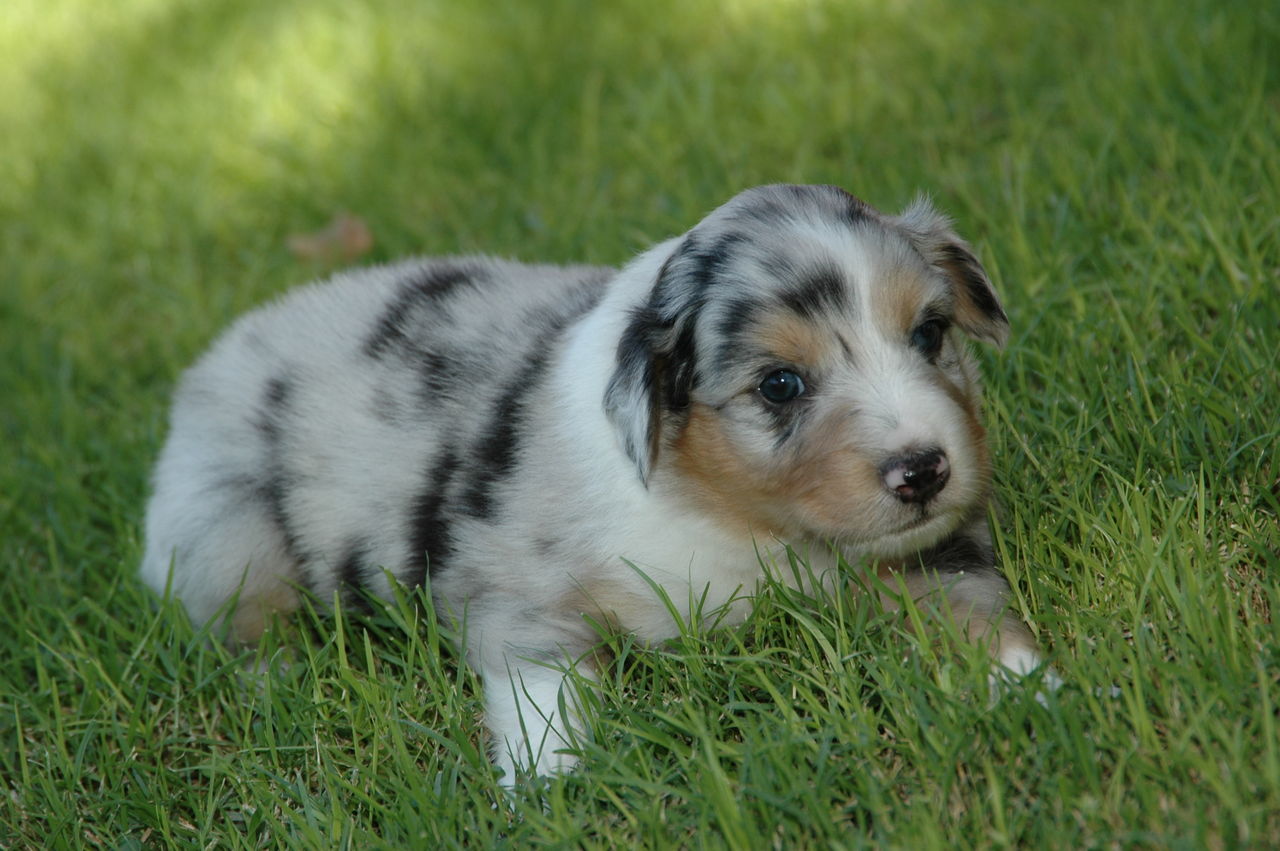 Hatch Farms | Australian Shepherd Breeder | Gilbert, Arizona