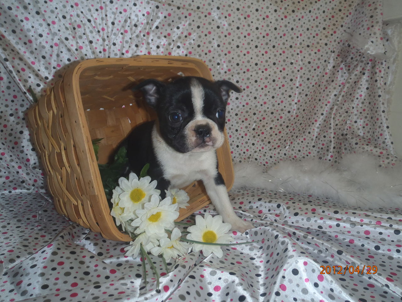 Pawprints Boston Terriers | Boston Terrier Breeder | Clarksburg, West