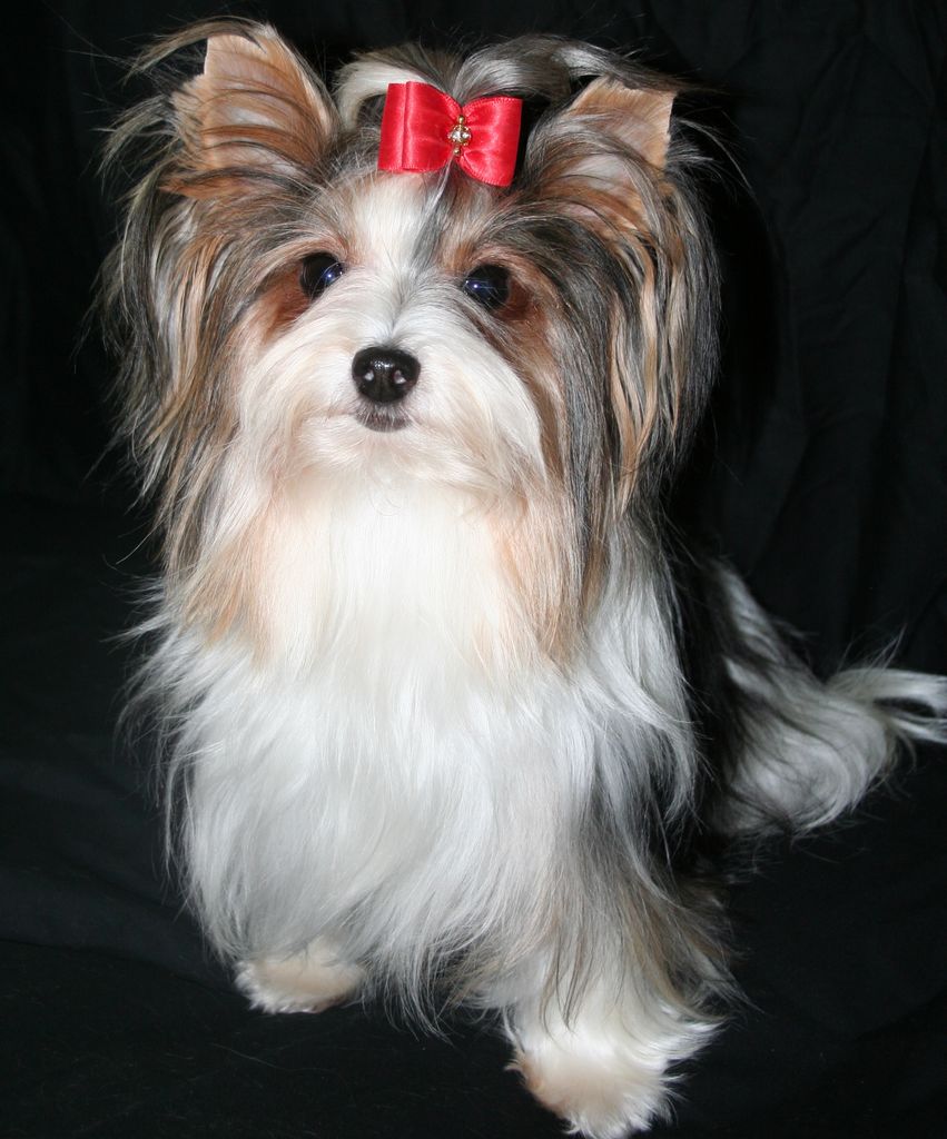Yorkie Rooter Yoli's Yorkies | Yorkshire Terrier Breeder | Brentwood, California