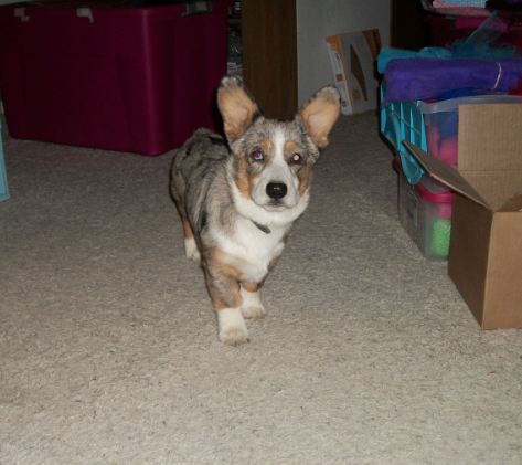 Augie & Corgis | Pembroke Welsh Corgi Breeder | Moses Lake ...