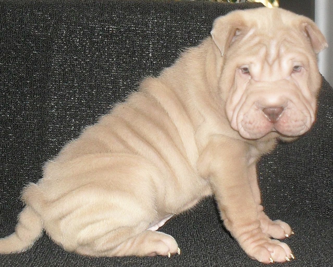 Southern Charm Shar Pei Chinese Shar Pei Breeder Lenoir North