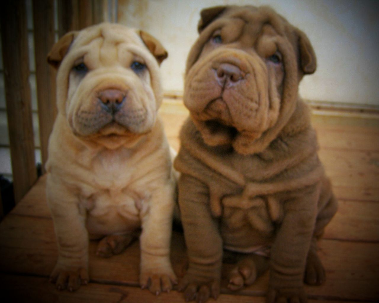 Southern Charm Shar Pei Chinese Shar Pei Breeder Lenoir North