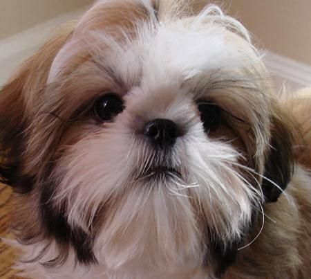 JOHNSTON'S DOG HOUSE | Shih Tzu Breeder | Mott