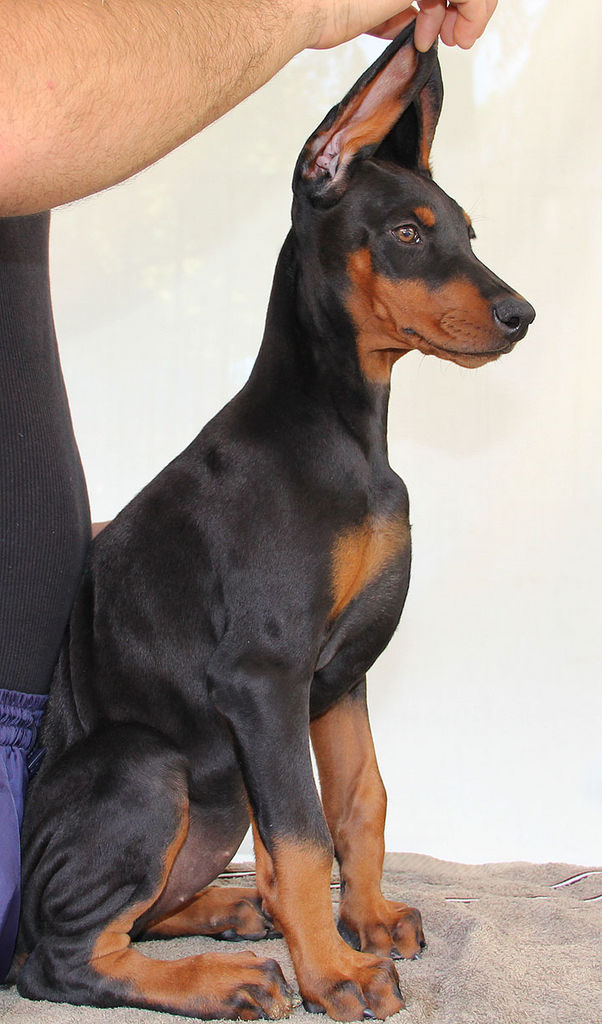 KING OF DOBERMANS Doberman Pinscher Breeder TUJUNGA