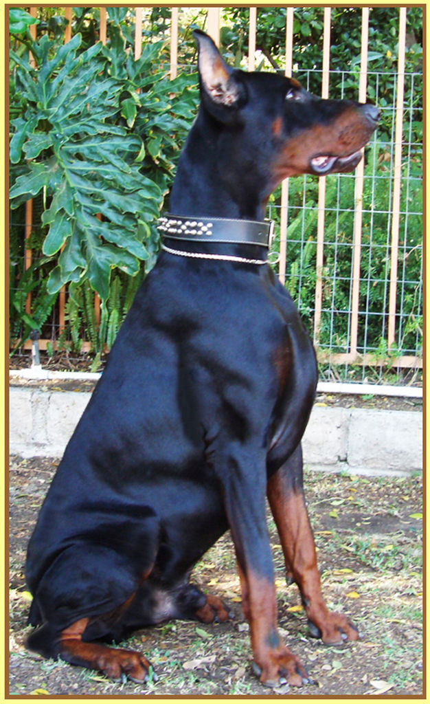 Female European Doberman Size / Doberman Pinscher puppy