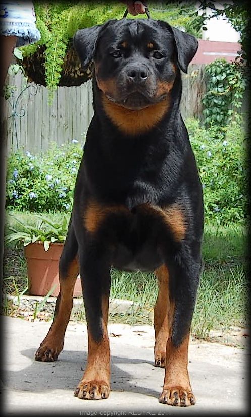 Redyre Rottweilers | Rottweiler Breeder | Landis, North Carolina