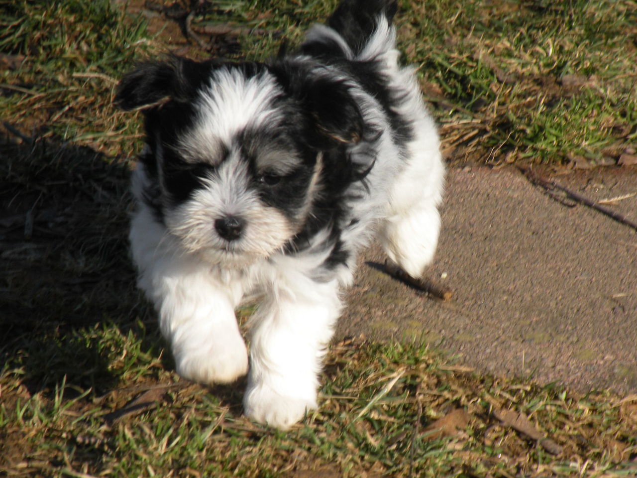 havanese breeders east coast