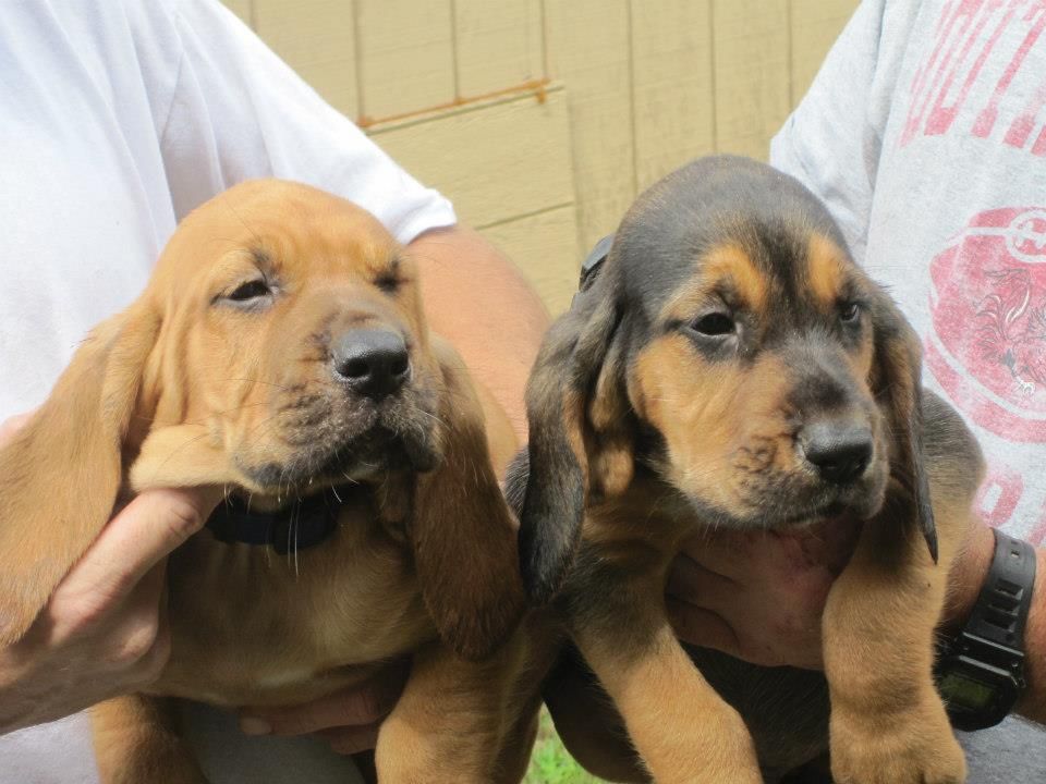 Huggable Pets Huggable Pets Farm | Bloodhound Breeder | Ruffin, South Carolina