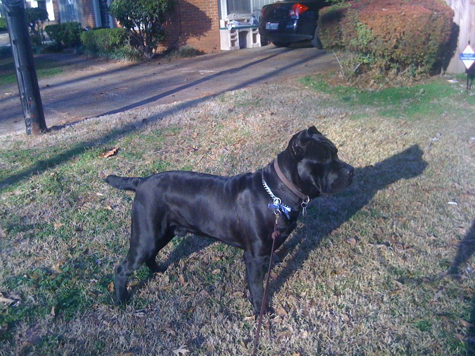 Essence Cane Corso Cane Corso Breeder Memphis Tennessee