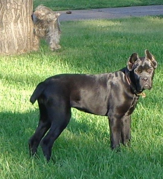 Essence Cane Corso Cane Corso Breeder Memphis Tennessee