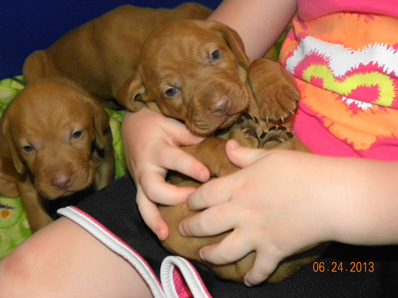 jamie rutkowski | Hungarian Vizsla Breeder | riverview, Michigan