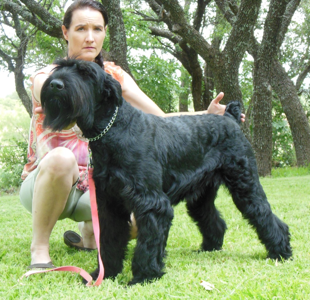 Chardy Giant Schnauzers Giant Schnauzer Breeder Gainesville Texas chardy-giant-schnauzers-giant-schnauzer-breeder-gainesville-texas