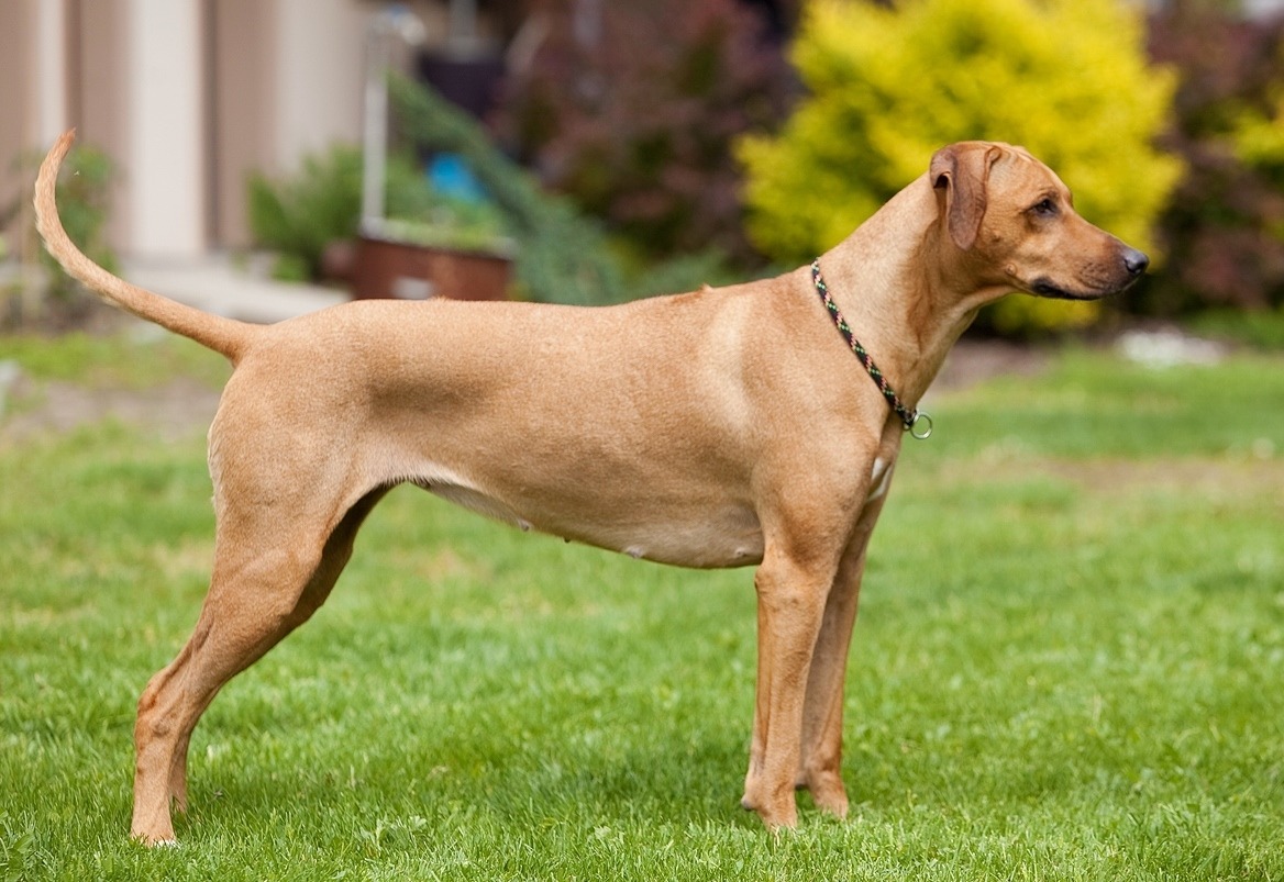 Back to Africa | Rhodesian Ridgeback Breeder | Nové Zámky, Slovakia