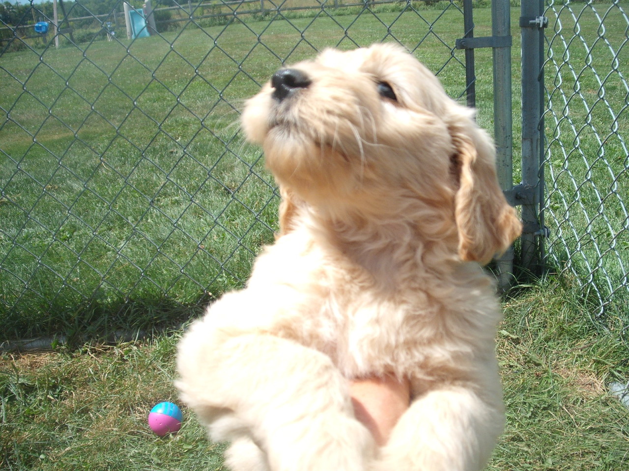 Oodles of Doodles Goldendoodle Breeder syracuse, New York