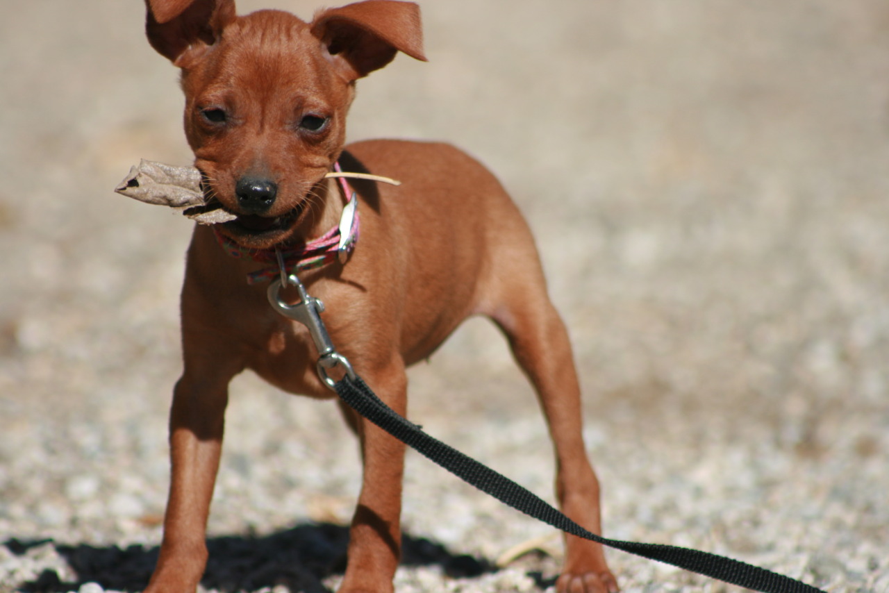 bonellis miniature pinschers | Miniature Pinscher Breeder | Littlerock ...