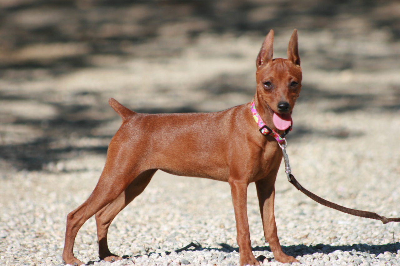 bonellis miniature pinschers | Miniature Pinscher Breeder | Littlerock ...