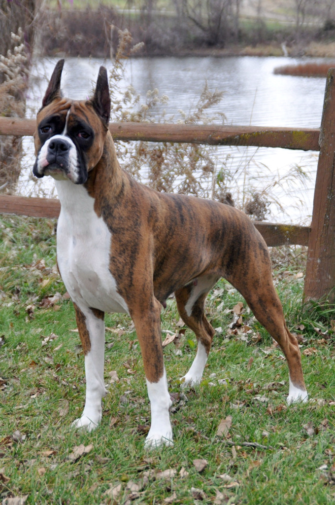 Akc Boxer Puppies For Sale Near Me - PetsWall