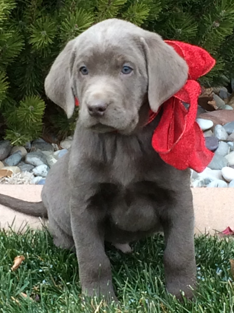 labradors of silversage