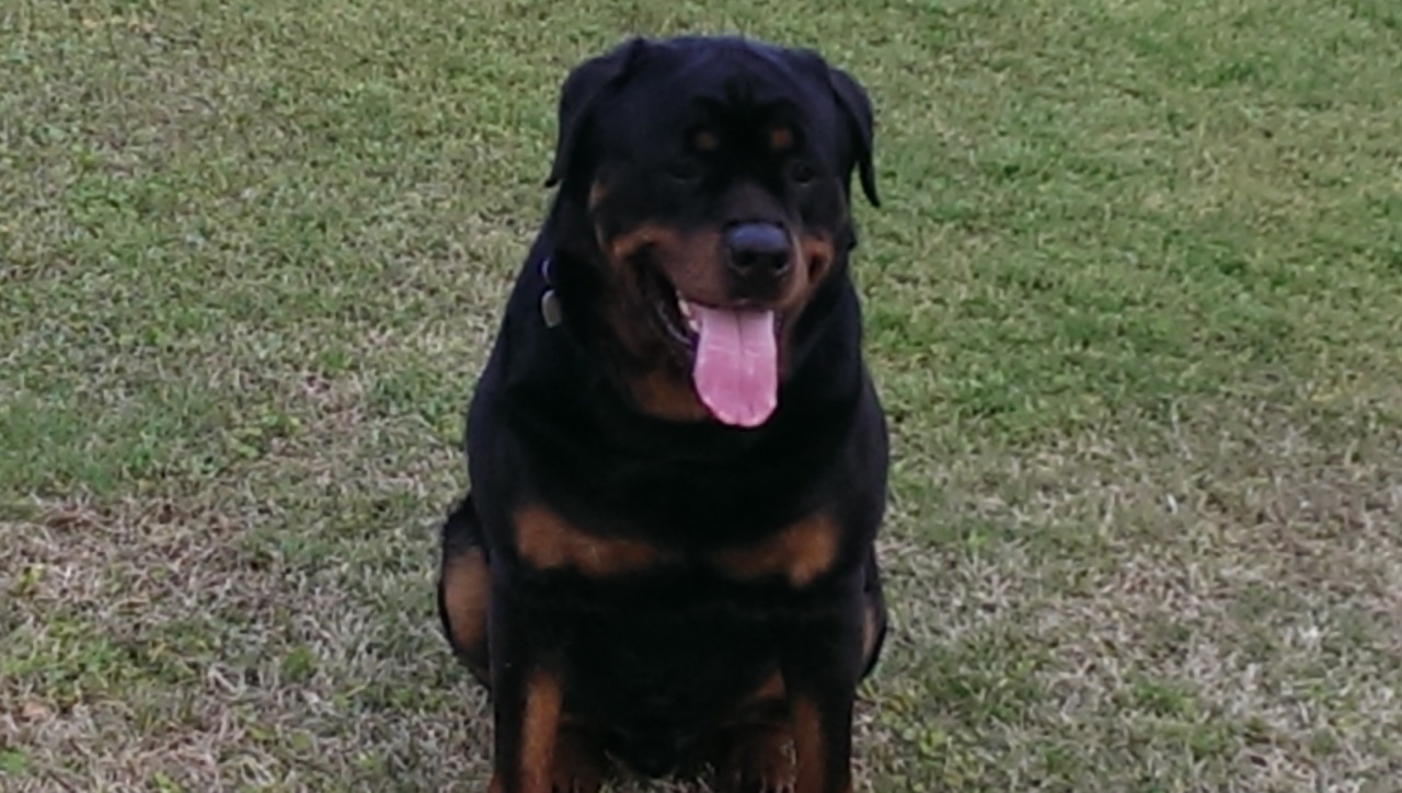 Keith Rottweilers | Rottweiler Breeder | Decatur, Georgia