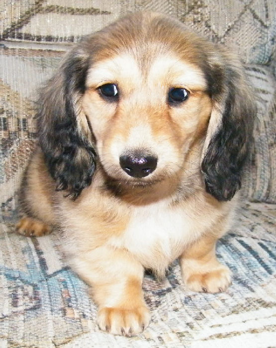 38 Top Images Dachshund Puppies Northern California - Northern California — Southern California Dachshund Relief ... 38 Top Images Dachshund Puppies Northern California - Northern California — Southern California Dachshund Relief ...