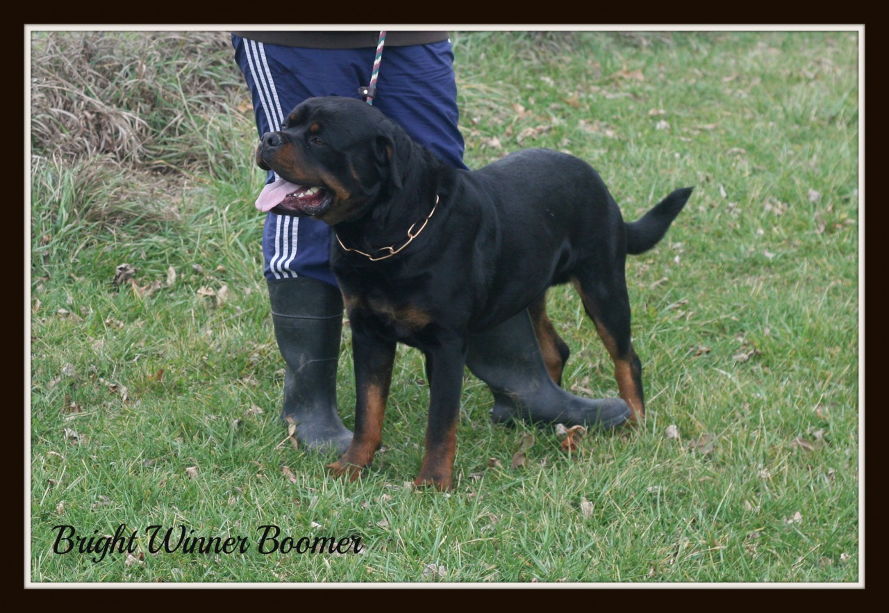Vom Avensis Rottweiler | Rottweiler Breeder | Dayton, Ohio