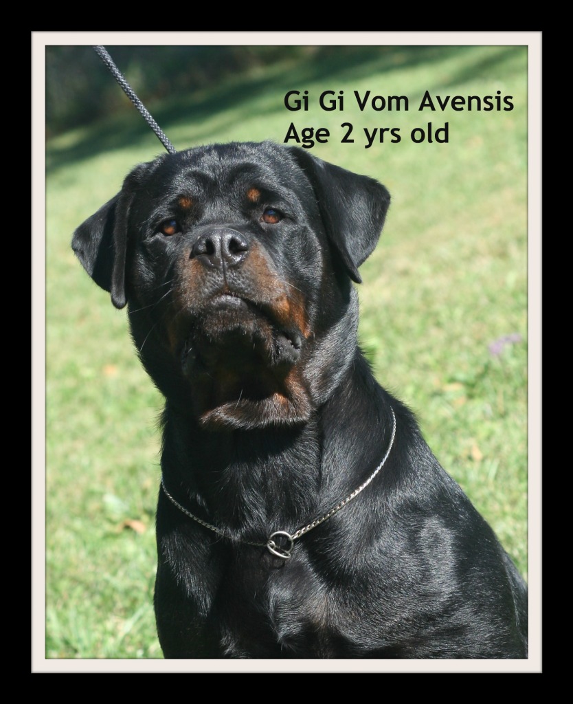 Vom Rottweiler Vom Avensis Rottweiler | Rottweiler Breeder | Dayton, Ohio