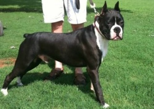 Cedar Creek Boxers | Boxer Breeder | Columbia, South Carolina